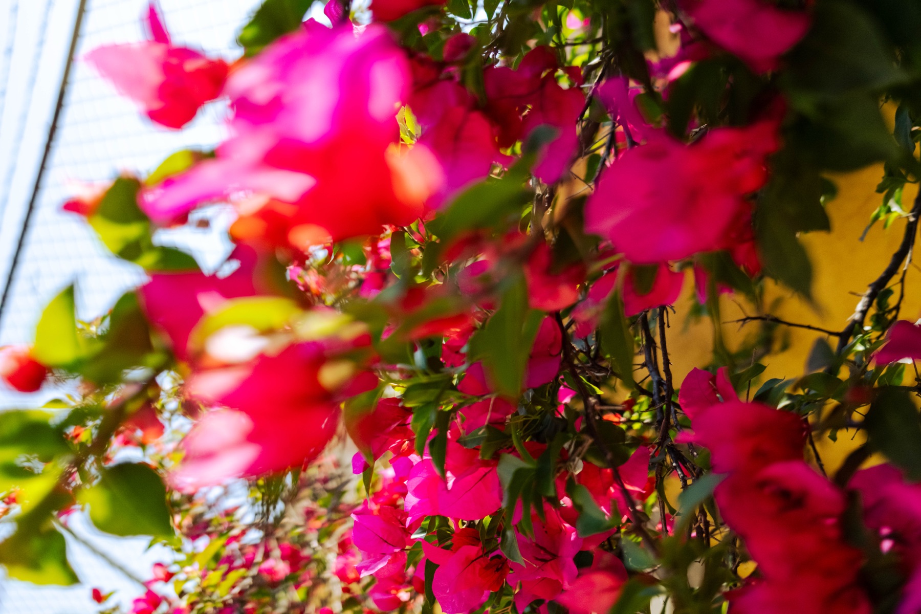 Oda al Jardín de la Abuela — 04