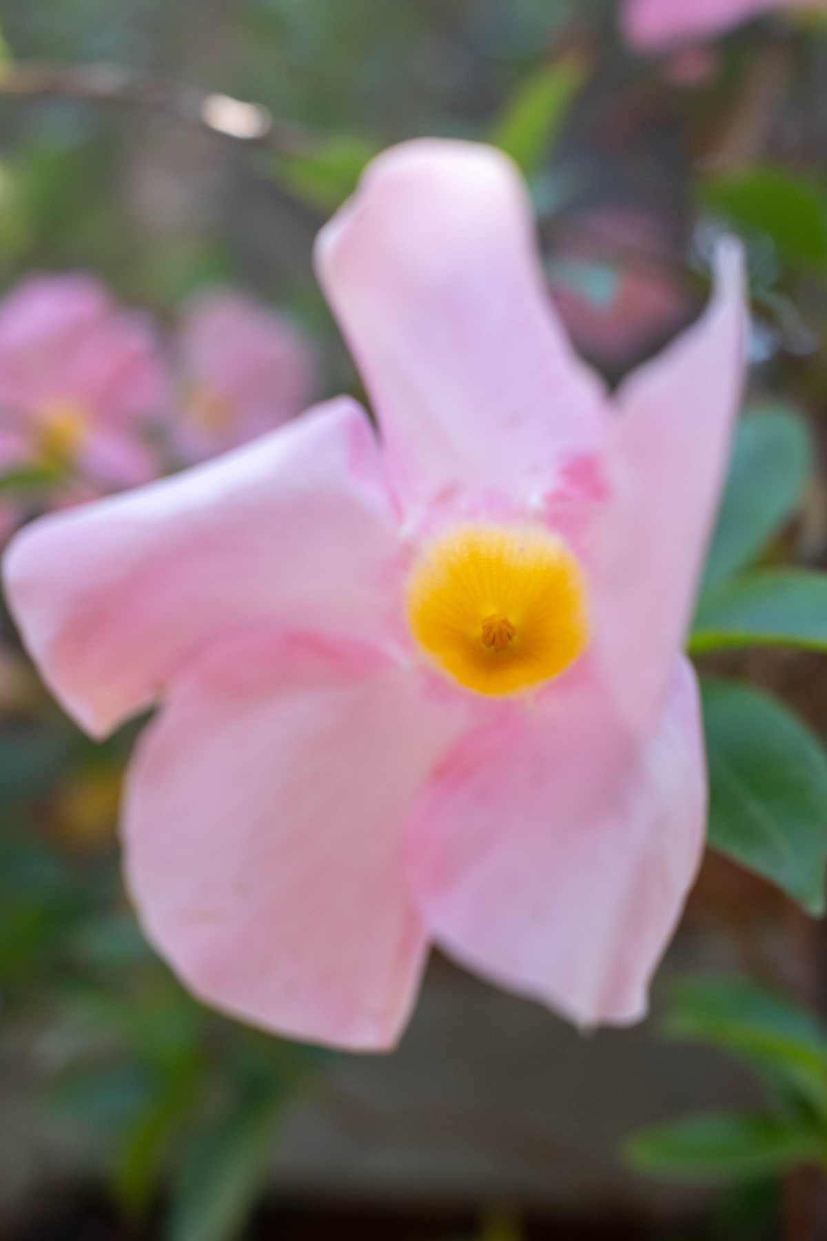 Oda al Jardín de la Abuela — 10