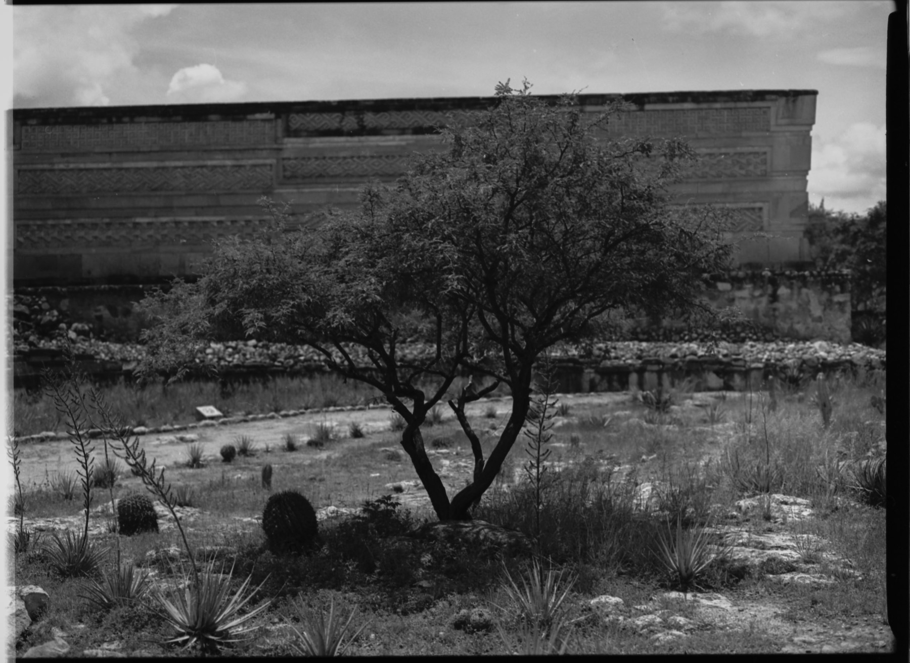 Raices — 05