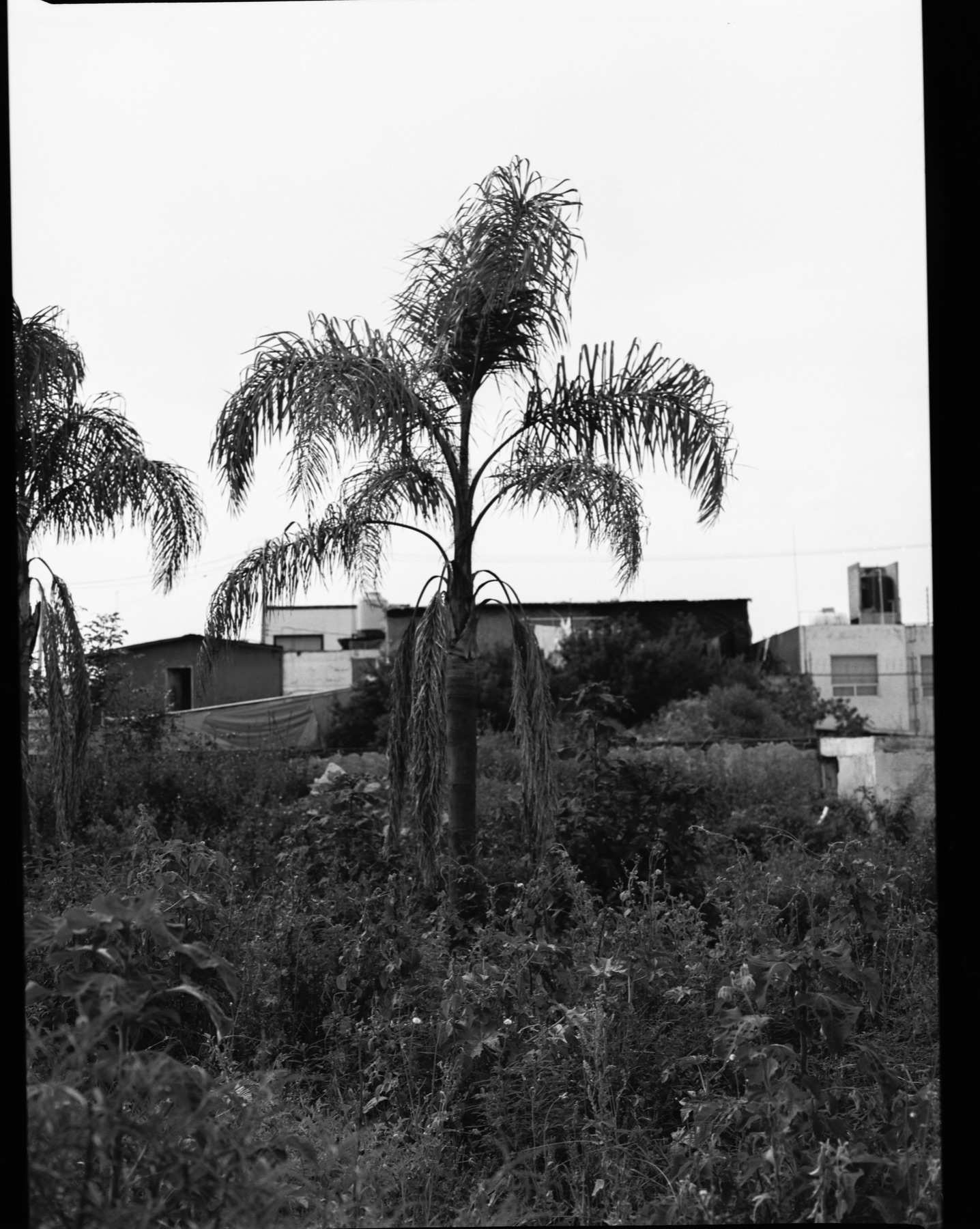 Raices — 10
