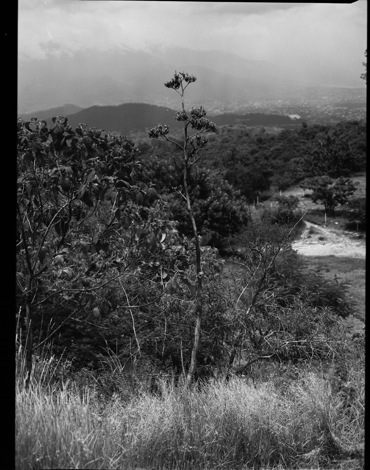 Raices — 12