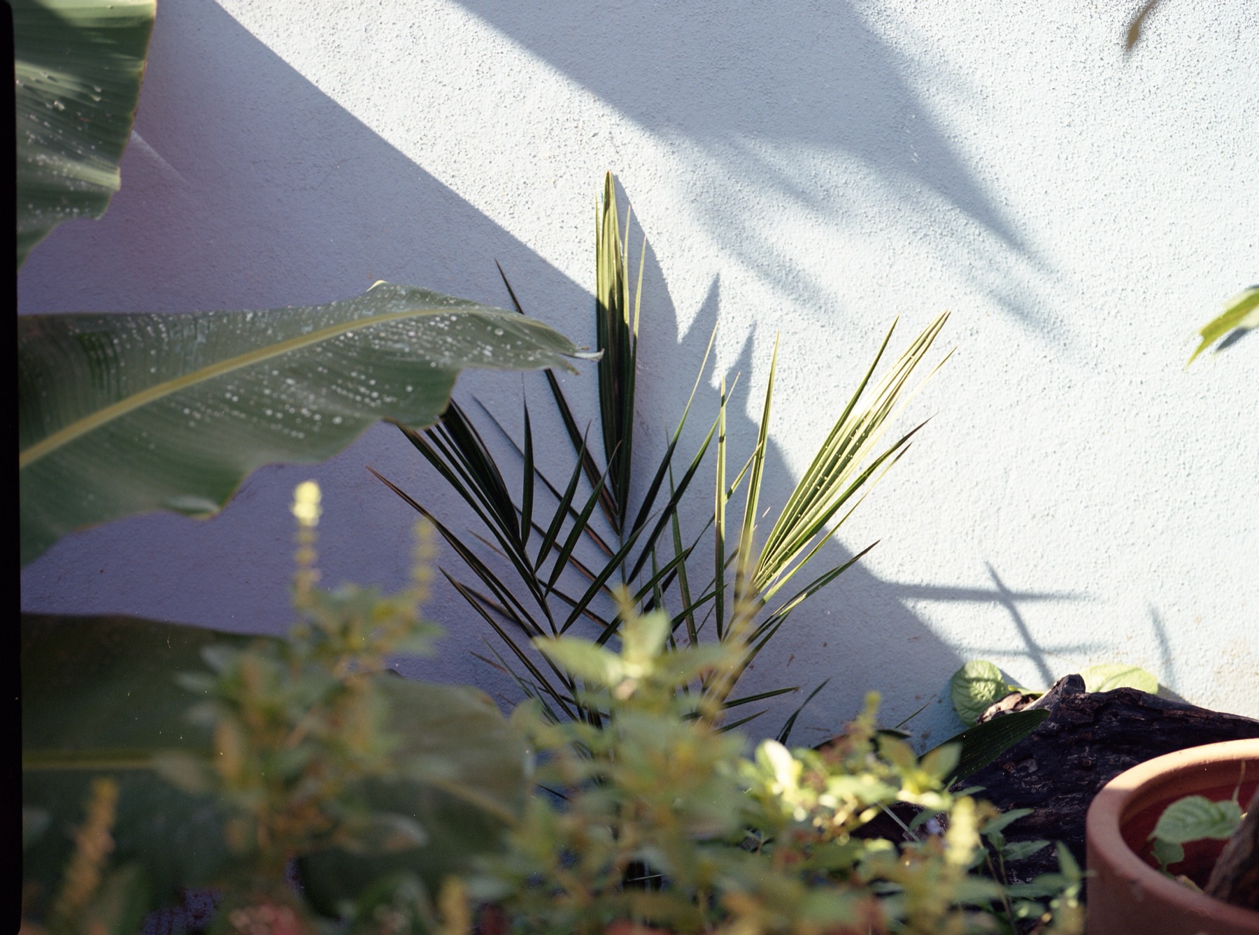 Raices — 29