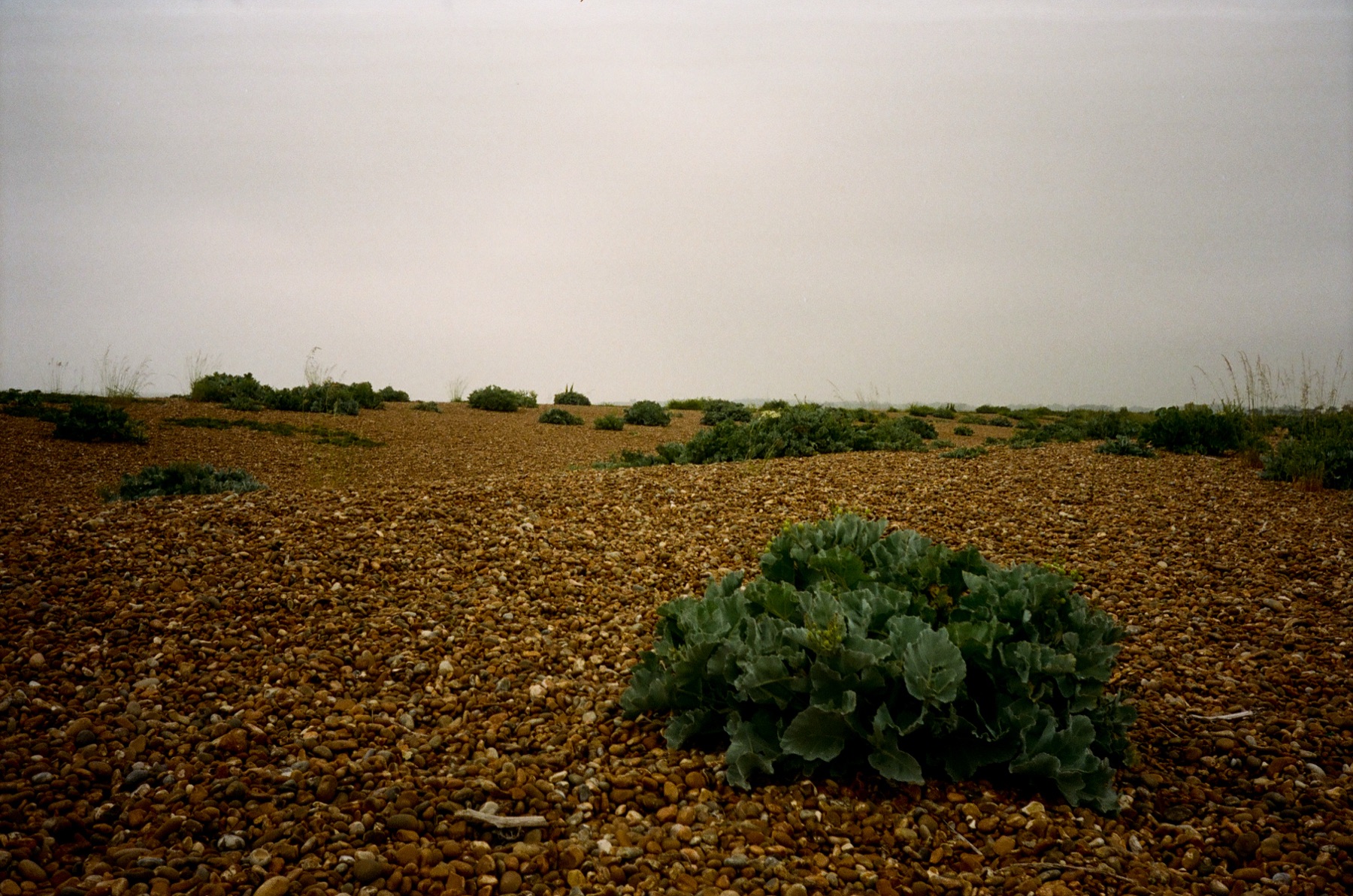 SHINGLE STREET — 11